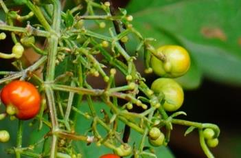 茜草 茜草