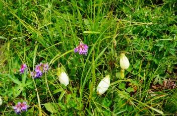 紫斑风铃草
