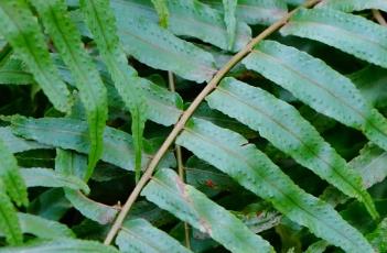 长叶肾蕨（家中为什么不宜养蕨类植物）