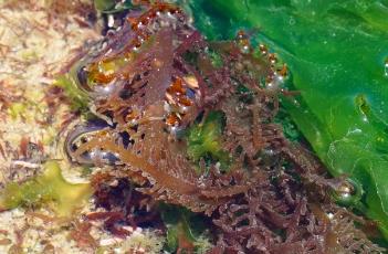 蜈蚣藻 蜈蚣藻怎么养
