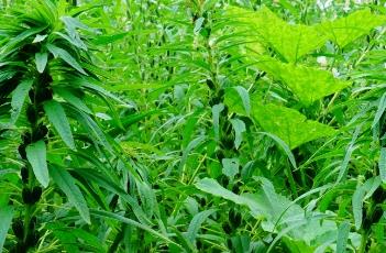 芝麻施肥要点 芝麻施肥要点