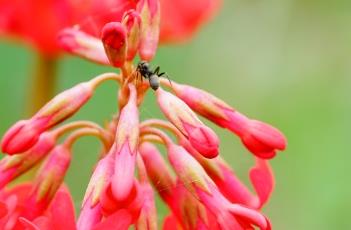 胭脂花（胭脂花代表什么意思?花的寓意?）