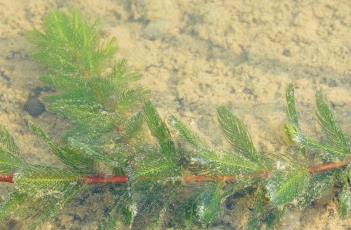 金鱼藻科 金鱼 藻类
