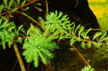 粉绿狐尾藻 粉绿狐尾藻和绿狐尾藻的区别