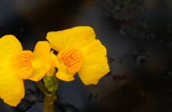 黄花狸藻 黄花狸藻的作用与功效