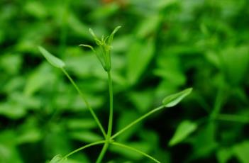茜草 茜草