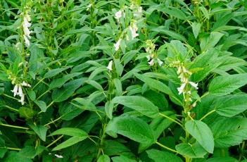 芝麻种植技术 芝麻种植技术