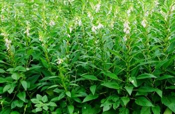 芝麻结蒴期怎么管理 芝麻结蒴期怎么管理