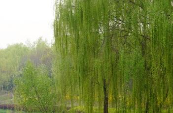 杨柳科 杨柳科柳属植物