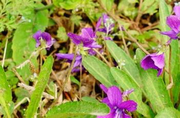 紫花地丁 紫花地丁