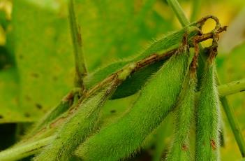 豆科（豆科牧草）
