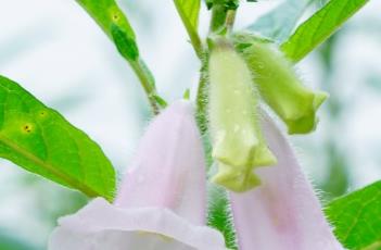 芝麻施肥要点 芝麻施肥要点