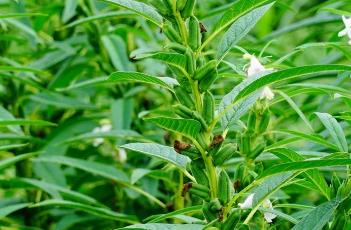 芝麻种植技术 芝麻种植技术