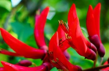 龙牙花 龙牙花