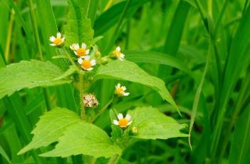 牛膝菊