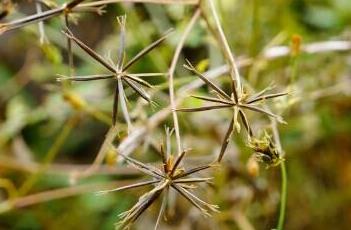 鬼针草（鬼针草的花泡水喝有什么功效）