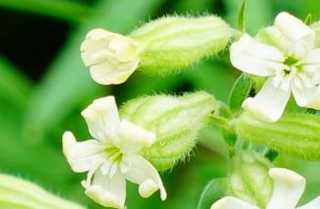 蔓茎蝇子草 蔓茎蝇子草种植