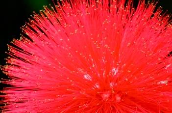 朱缨花 朱缨花