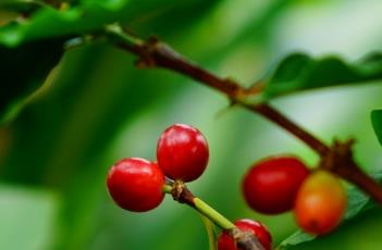 茜草科 茜草科植物的叶常具有