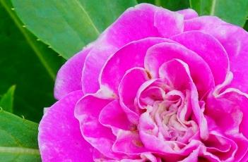 凤仙花的养殖方法 凤仙花的养殖方法