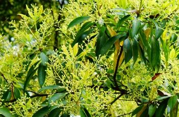 刨花润楠 刨花润楠是保护植物吗