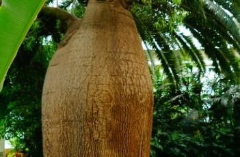 昆士兰瓶树 昆士兰瓶树生长速度