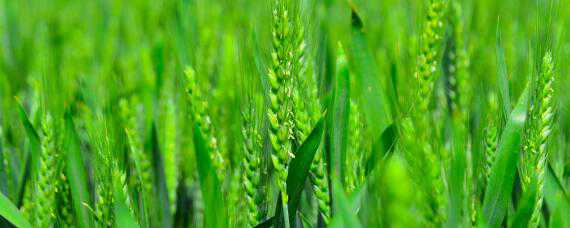 小麦拔节期如何管理 小麦拔节期如何管理温度