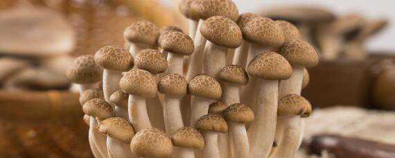 蘑菇生长周期