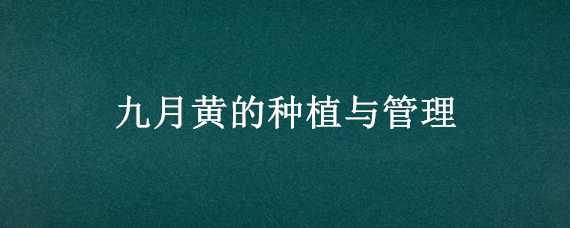 九月黄的种植与管理 九月黄种植技术与管理