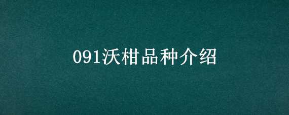 091沃柑品种介绍 091沃柑种植前景怎样