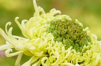 盆栽菊花的养殖方法 盆栽菊花的养殖方法