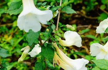白花山牵牛