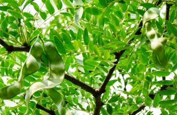 山皂荚 山皂荚