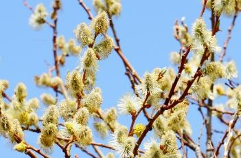 棉花柳 棉花柳