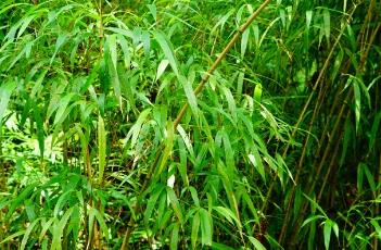 武夷山方竹
