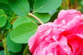月季花的养殖方法 月季花的养殖方法