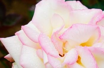 月季花叶子发黄的原因 月季花叶子发黄的原因