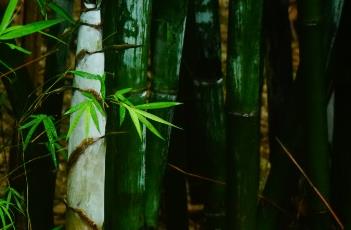 粉单竹