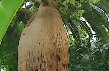 昆士兰瓶树