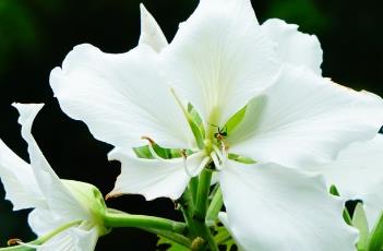 白花羊蹄甲（白花羊蹄甲的花语）