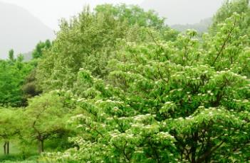 灯台树