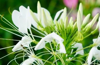 醉蝶花花语