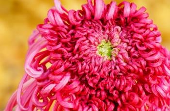 菊花的病虫防治方法 菊花的病虫防治方法