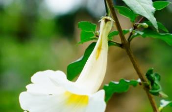 白花山牵牛