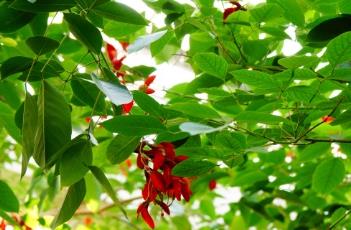 龙牙花