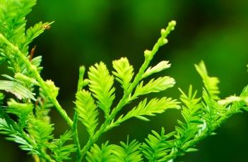 鸡毛松 鸡毛松是什么植物