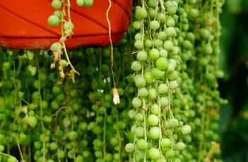 珍珠吊兰的养殖方法（珍珠吊兰的养殖方法和注意事项长寿花）