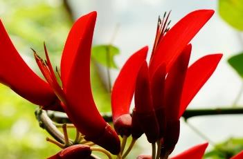 龙牙花