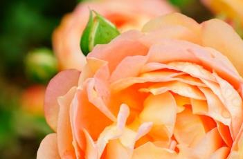 月季花叶子发黄的原因 月季花叶子发黄的原因