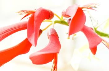 龙牙花